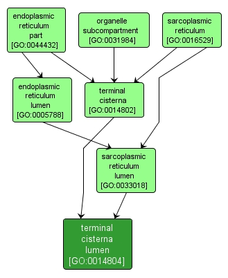 GO:0014804 - terminal cisterna lumen (interactive image map)