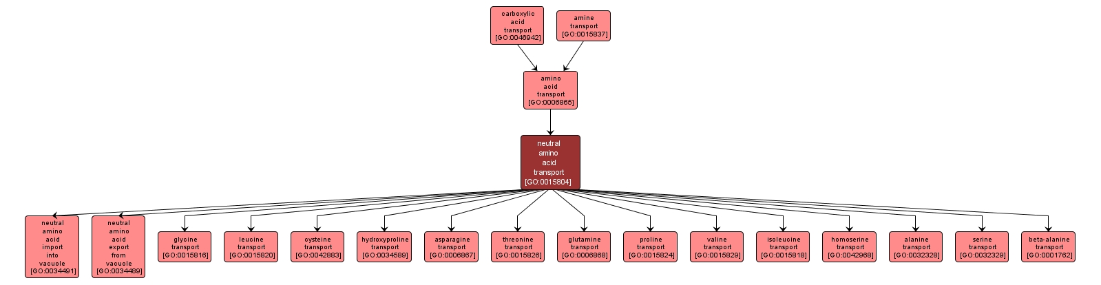 GO:0015804 - neutral amino acid transport (interactive image map)