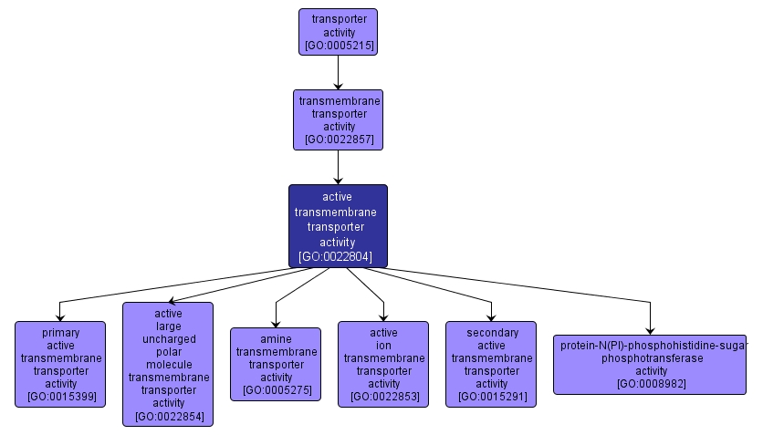 GO:0022804 - active transmembrane transporter activity (interactive image map)