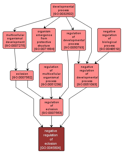 GO:0045804 - negative regulation of eclosion (interactive image map)