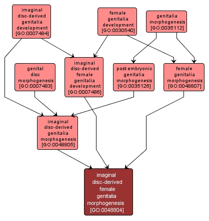 GO:0048804 - imaginal disc-derived female genitalia morphogenesis (interactive image map)