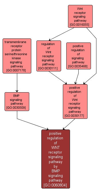 GO:0060804 - positive regulation of WNT receptor signaling pathway by BMP signaling pathway (interactive image map)