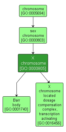 GO:0000805 - X chromosome (interactive image map)