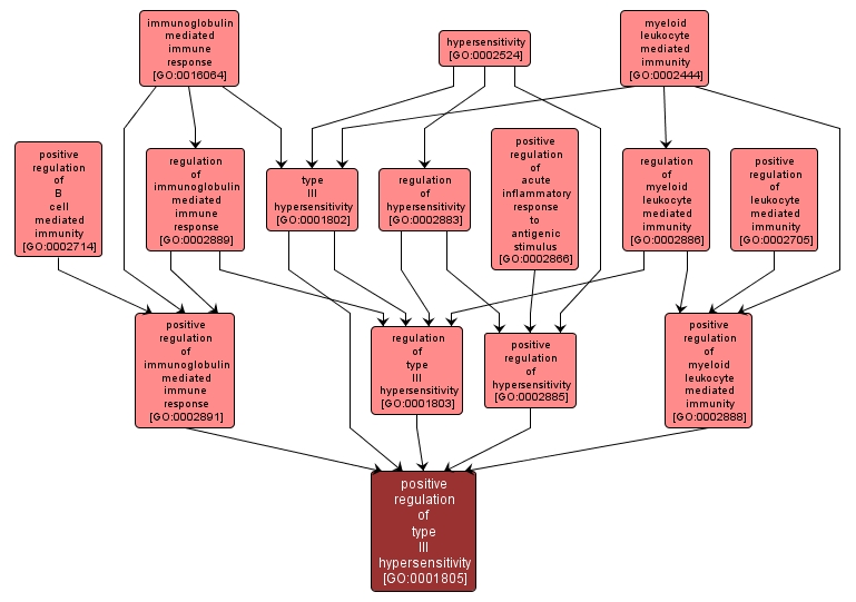 GO:0001805 - positive regulation of type III hypersensitivity (interactive image map)