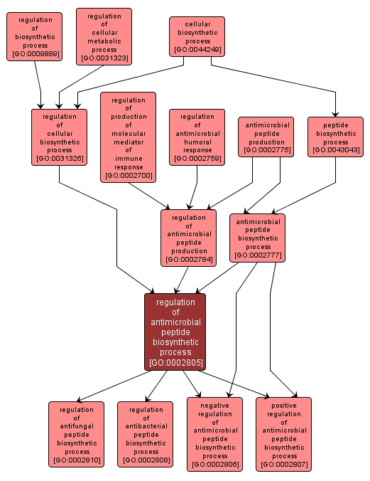 GO:0002805 - regulation of antimicrobial peptide biosynthetic process (interactive image map)