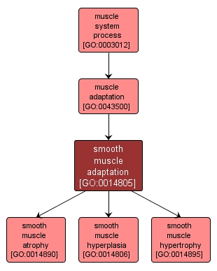 GO:0014805 - smooth muscle adaptation (interactive image map)