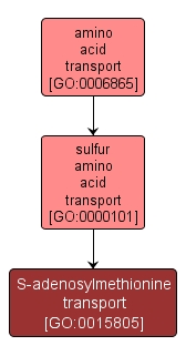 GO:0015805 - S-adenosylmethionine transport (interactive image map)