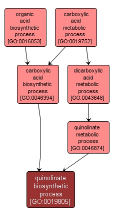 GO:0019805 - quinolinate biosynthetic process (interactive image map)