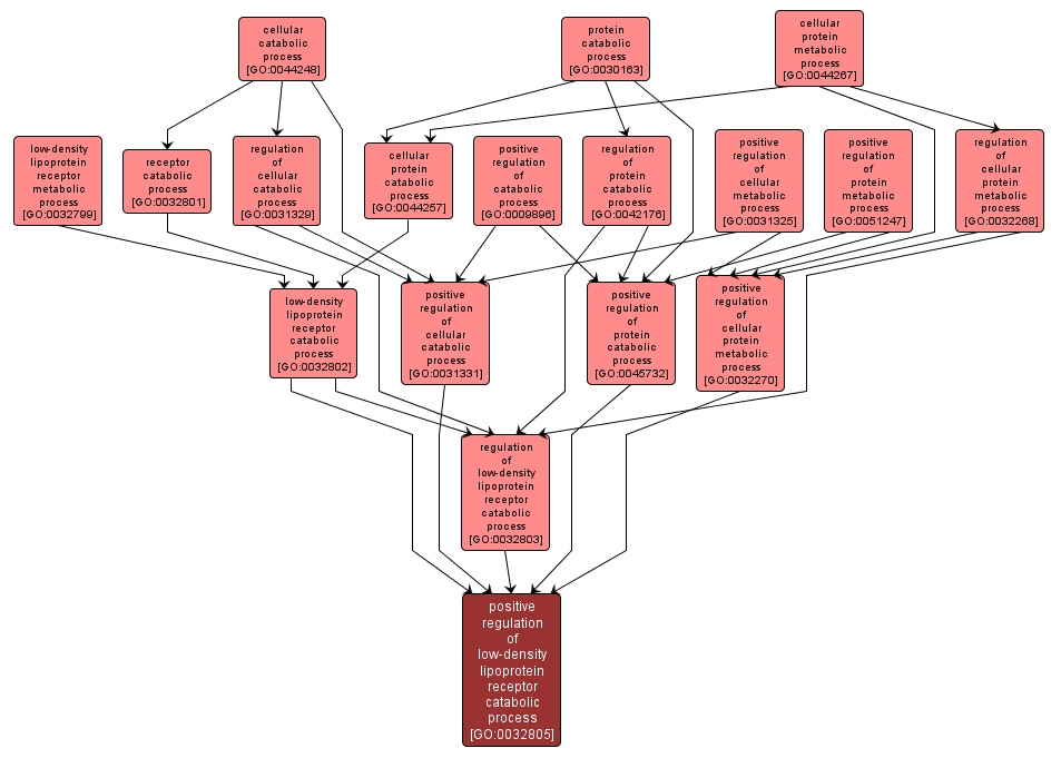 GO:0032805 - positive regulation of low-density lipoprotein receptor catabolic process (interactive image map)