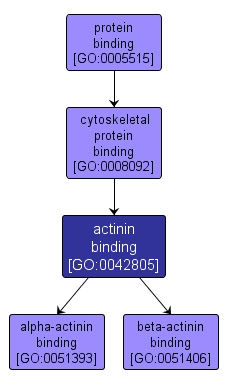GO:0042805 - actinin binding (interactive image map)