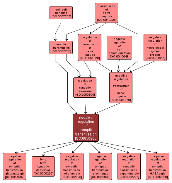 GO:0050805 - negative regulation of synaptic transmission (interactive image map)