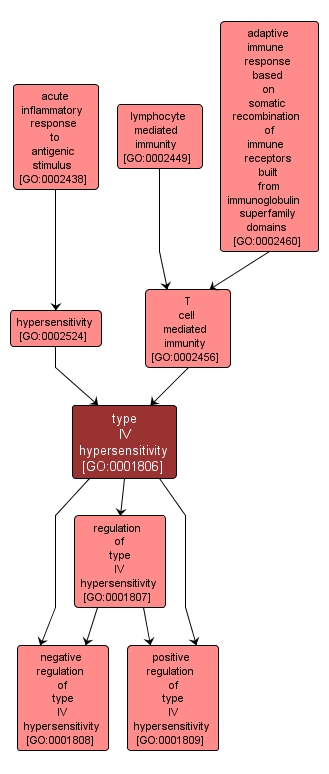 GO:0001806 - type IV hypersensitivity (interactive image map)