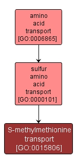 GO:0015806 - S-methylmethionine transport (interactive image map)