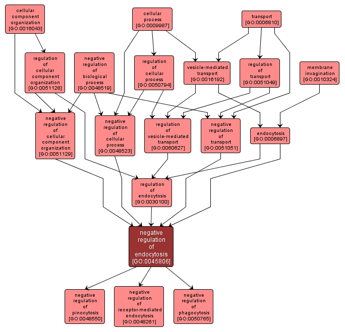 GO:0045806 - negative regulation of endocytosis (interactive image map)