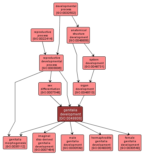 GO:0048806 - genitalia development (interactive image map)
