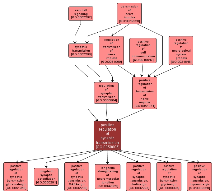 GO:0050806 - positive regulation of synaptic transmission (interactive image map)