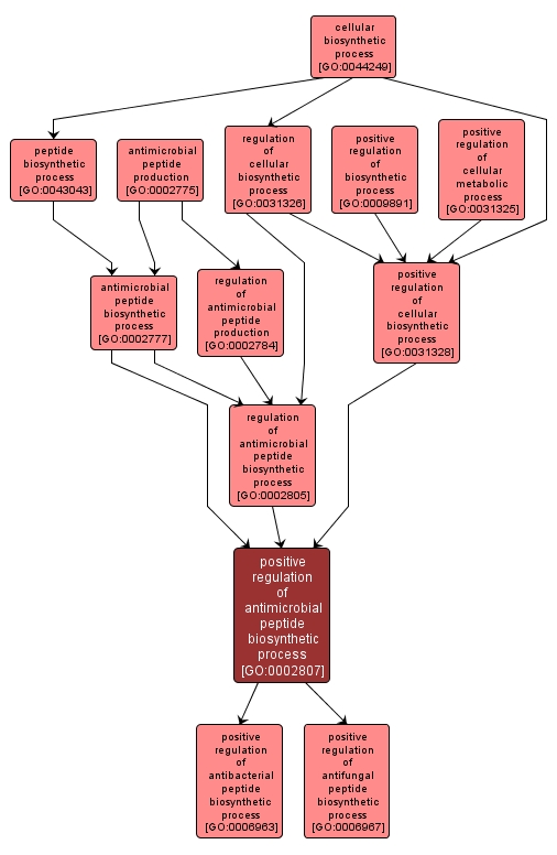 GO:0002807 - positive regulation of antimicrobial peptide biosynthetic process (interactive image map)