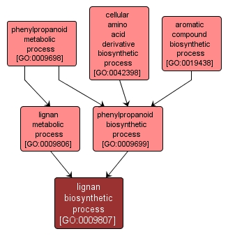 GO:0009807 - lignan biosynthetic process (interactive image map)