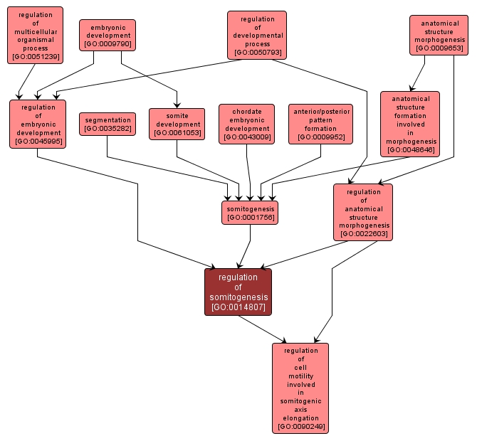 GO:0014807 - regulation of somitogenesis (interactive image map)