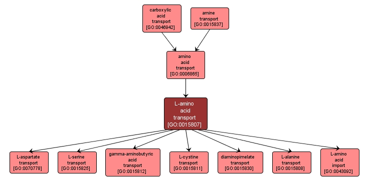 GO:0015807 - L-amino acid transport (interactive image map)