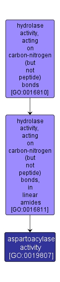 GO:0019807 - aspartoacylase activity (interactive image map)