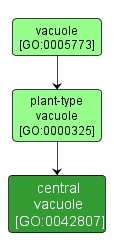 GO:0042807 - central vacuole (interactive image map)