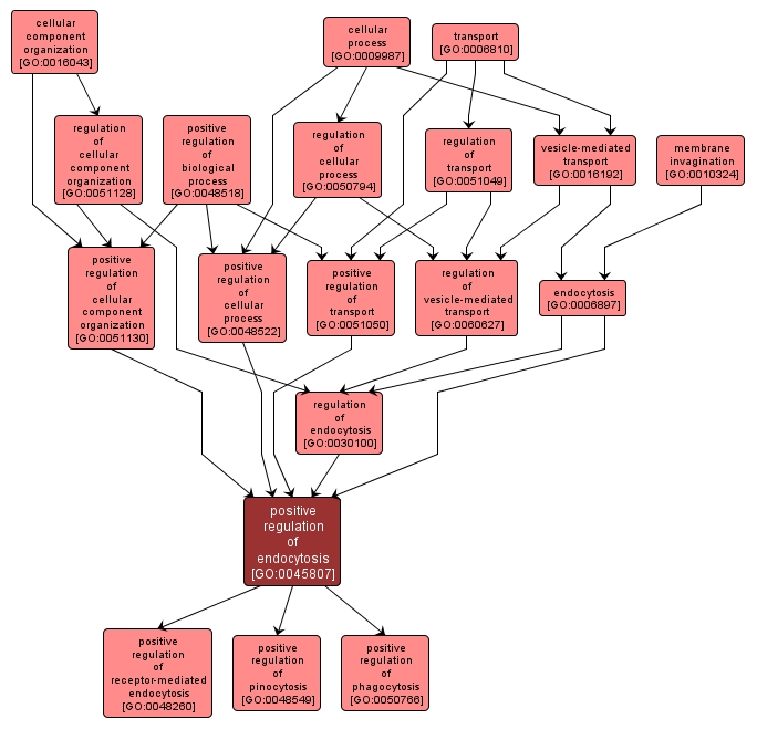 GO:0045807 - positive regulation of endocytosis (interactive image map)