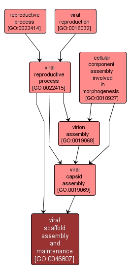 GO:0046807 - viral scaffold assembly and maintenance (interactive image map)