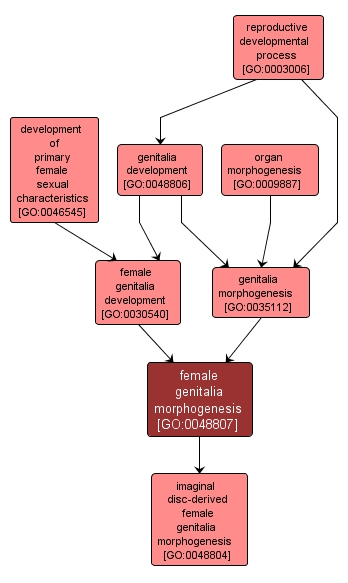GO:0048807 - female genitalia morphogenesis (interactive image map)