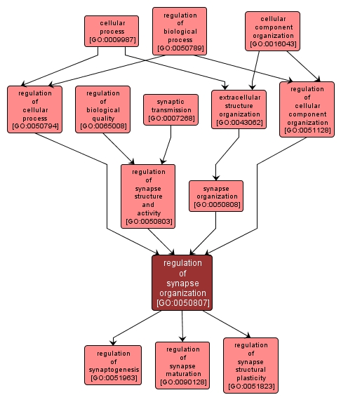 GO:0050807 - regulation of synapse organization (interactive image map)