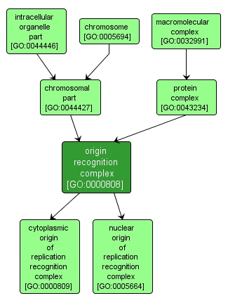 GO:0000808 - origin recognition complex (interactive image map)