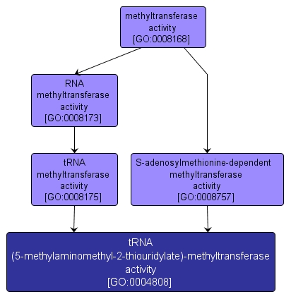 GO:0004808 - tRNA (5-methylaminomethyl-2-thiouridylate)-methyltransferase activity (interactive image map)