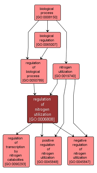 GO:0006808 - regulation of nitrogen utilization (interactive image map)