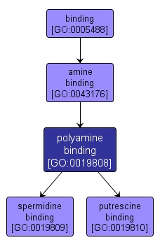 GO:0019808 - polyamine binding (interactive image map)