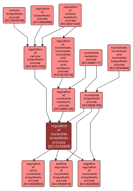 GO:0030808 - regulation of nucleotide biosynthetic process (interactive image map)