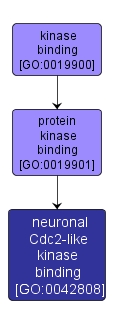 GO:0042808 - neuronal Cdc2-like kinase binding (interactive image map)