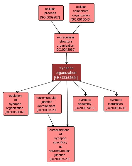 GO:0050808 - synapse organization (interactive image map)