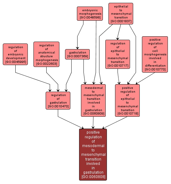 GO:0060808 - positive regulation of mesodermal to mesenchymal transition involved in gastrulation (interactive image map)
