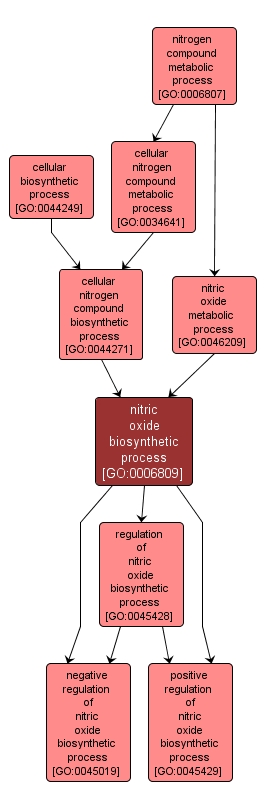 GO:0006809 - nitric oxide biosynthetic process (interactive image map)