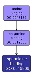 GO:0019809 - spermidine binding (interactive image map)