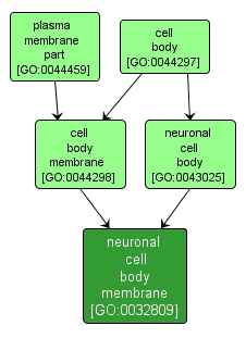 GO:0032809 - neuronal cell body membrane (interactive image map)