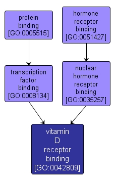 GO:0042809 - vitamin D receptor binding (interactive image map)