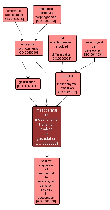 GO:0060809 - mesodermal to mesenchymal transition involved in gastrulation (interactive image map)