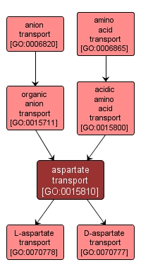 GO:0015810 - aspartate transport (interactive image map)