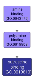 GO:0019810 - putrescine binding (interactive image map)