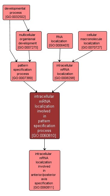 GO:0060810 - intracellular mRNA localization involved in pattern specification process (interactive image map)