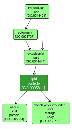 GO:0005811 - lipid particle (interactive image map)