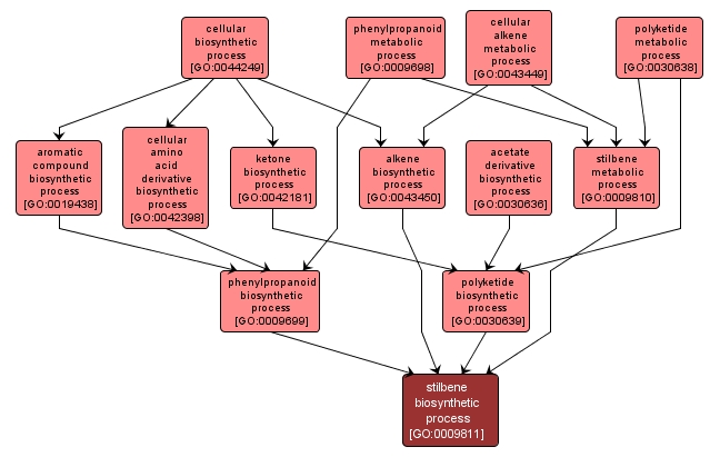 GO:0009811 - stilbene biosynthetic process (interactive image map)