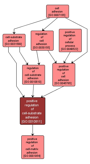 GO:0010811 - positive regulation of cell-substrate adhesion (interactive image map)