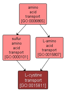 GO:0015811 - L-cystine transport (interactive image map)